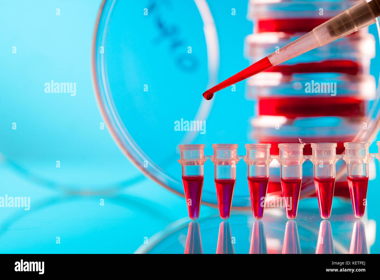 Pipette und PCR-Streifen Stockfoto