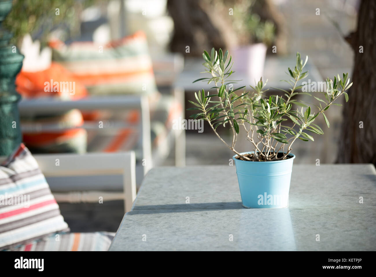 Ein kleiner Olivenbaum als Dekoration an einem Tisch im Restaurant am Meer  Stockfotografie - Alamy