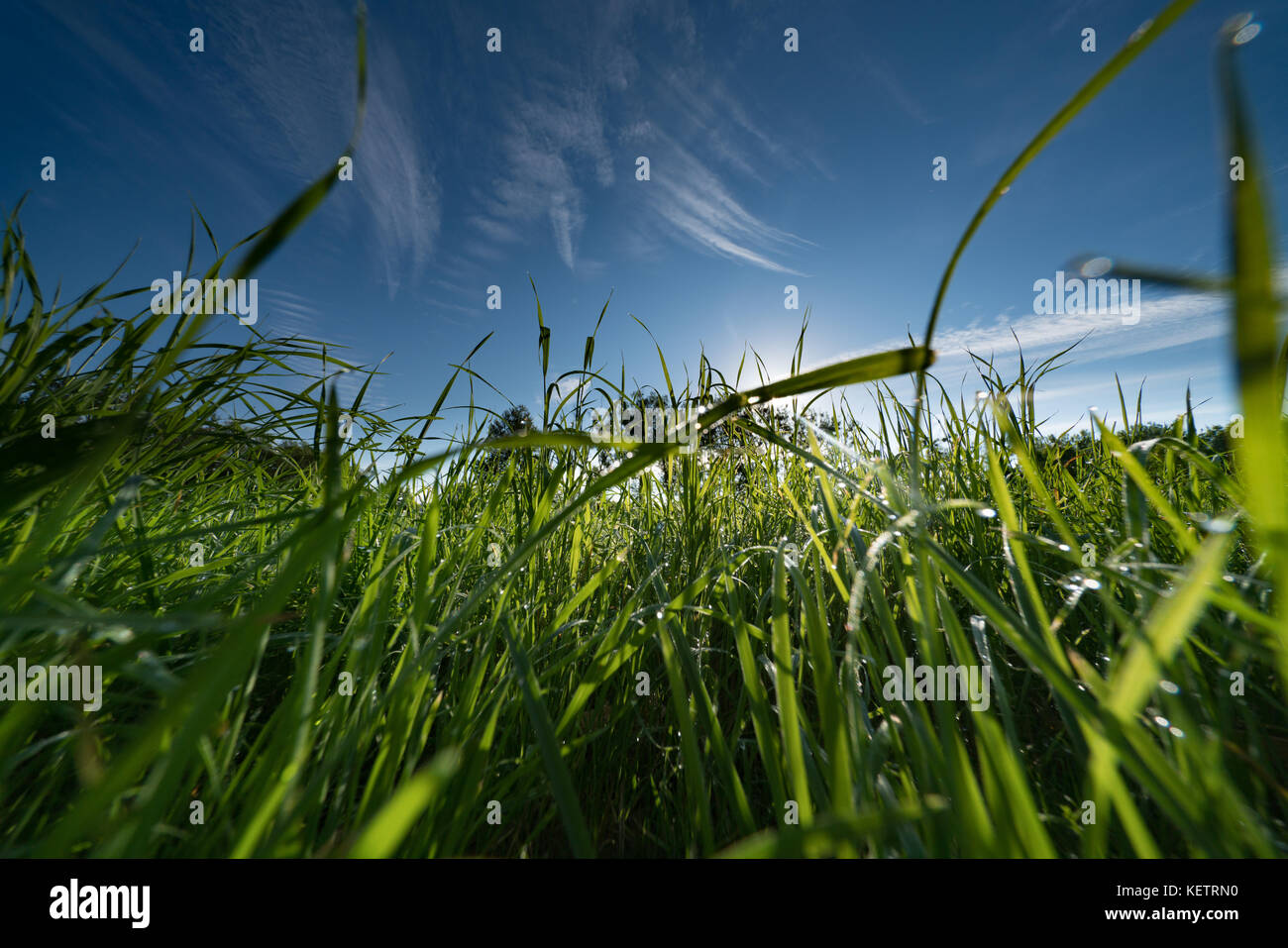 Blick in den Himmel aus dem Gras Stockfoto