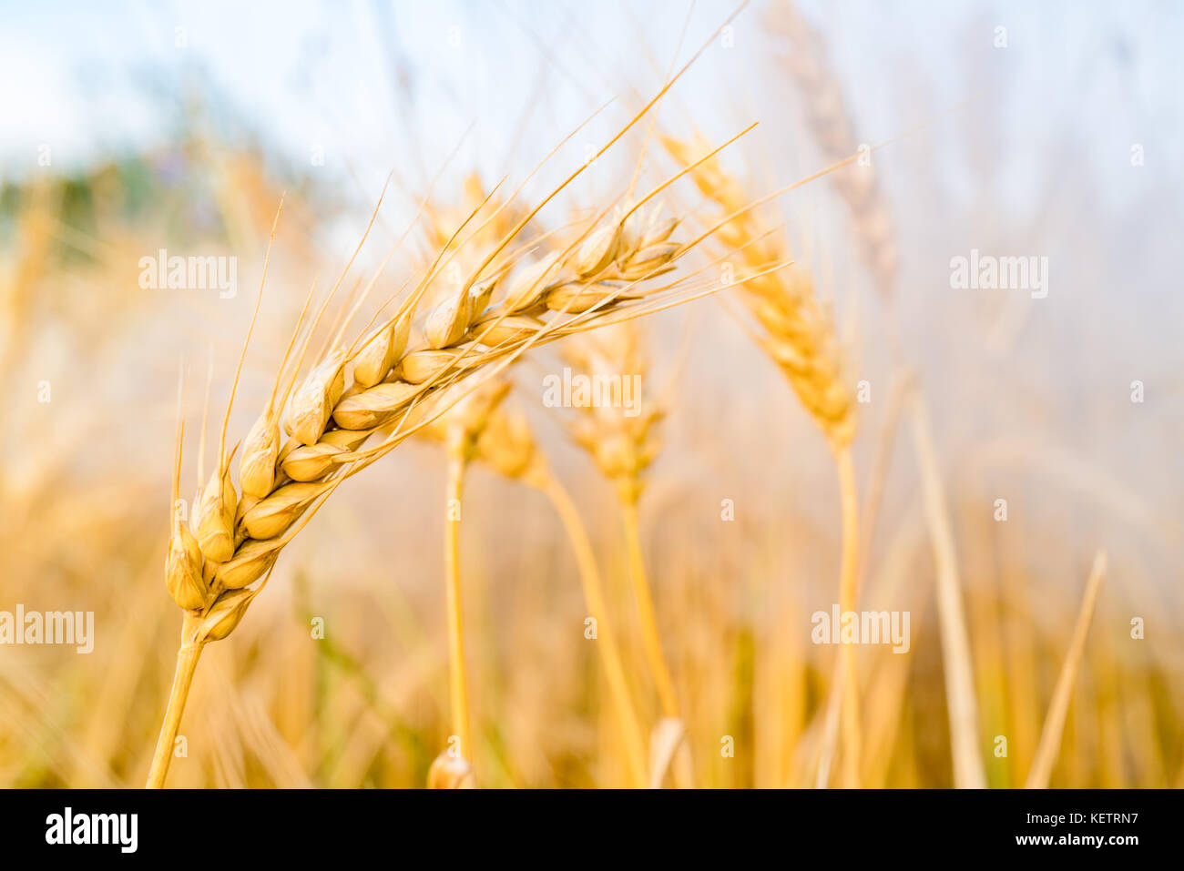 Reife weizenähren am Morgen Stockfoto