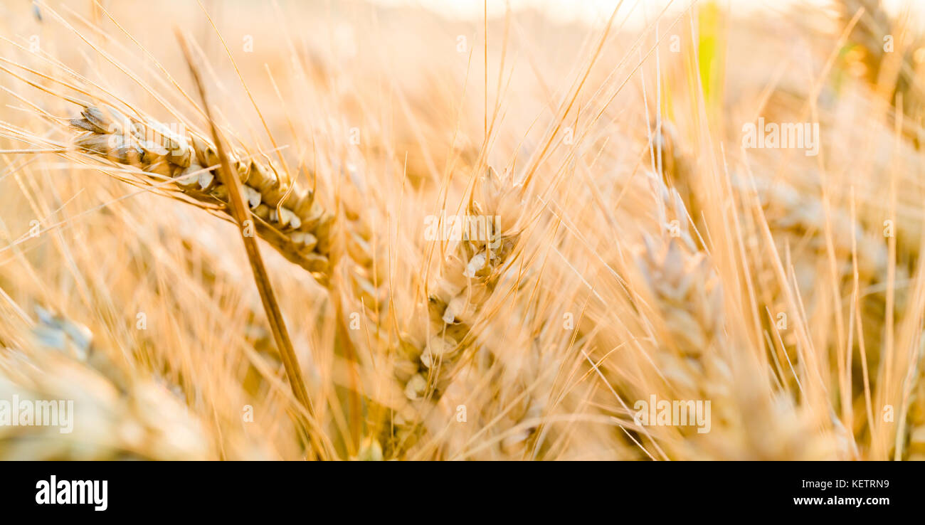 Reife weizenähren am Morgen Stockfoto
