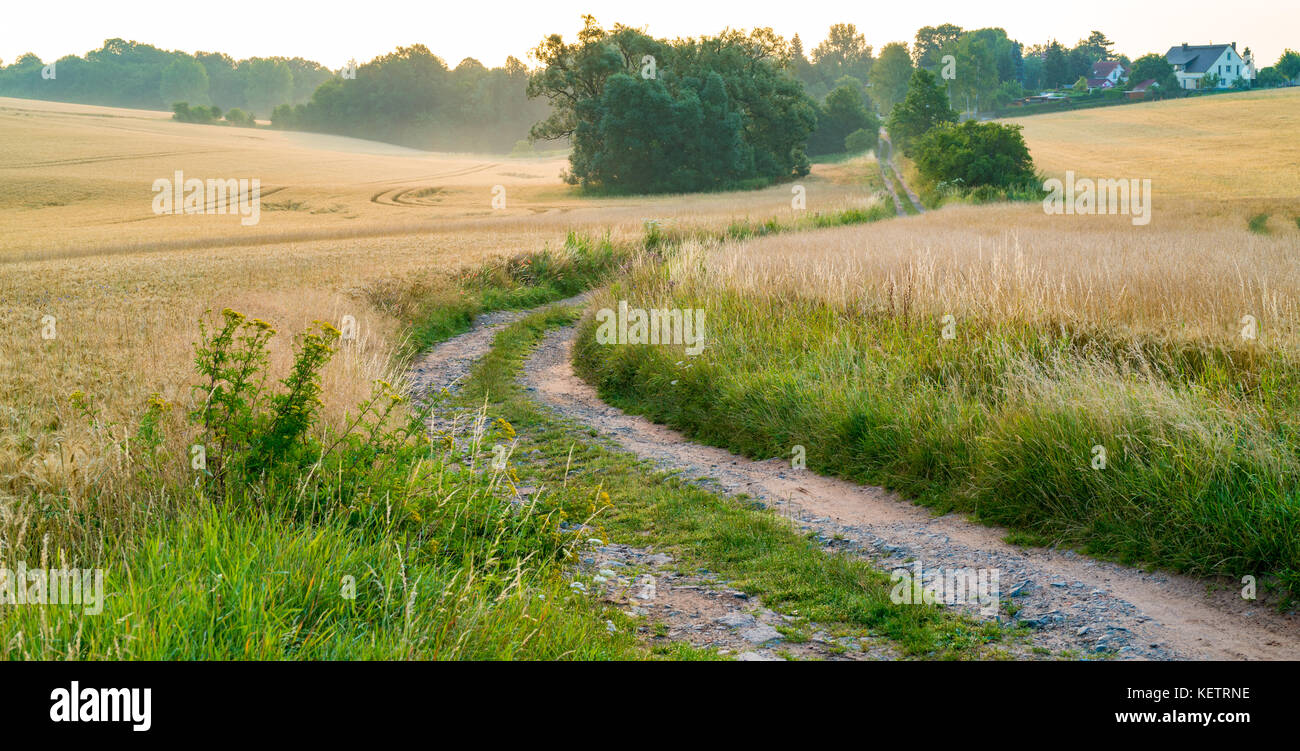 Panorama von Weizen Feld am Morgen in Kansas Stockfoto