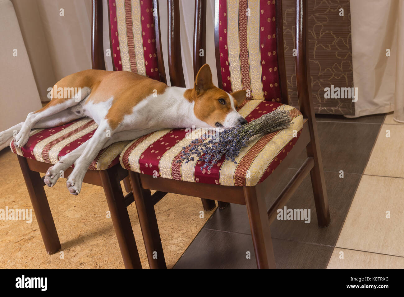 Müde Basenji liegen auf einem Stuhl neben Bündel trockener Lavendel Blume Stockfoto