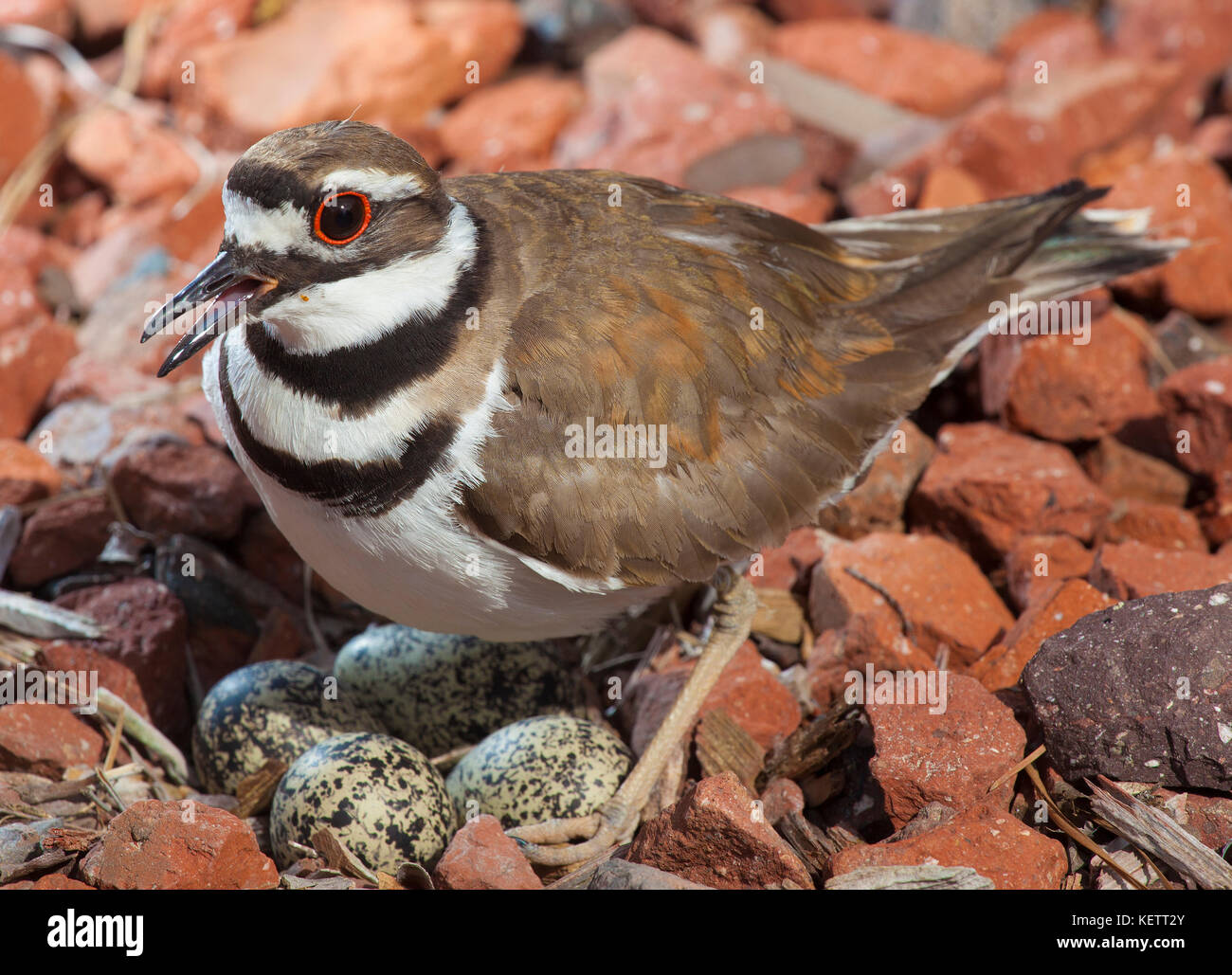 Killdeer ihr Nest und Eier Schutz auf ein paar Felsen Stockfoto