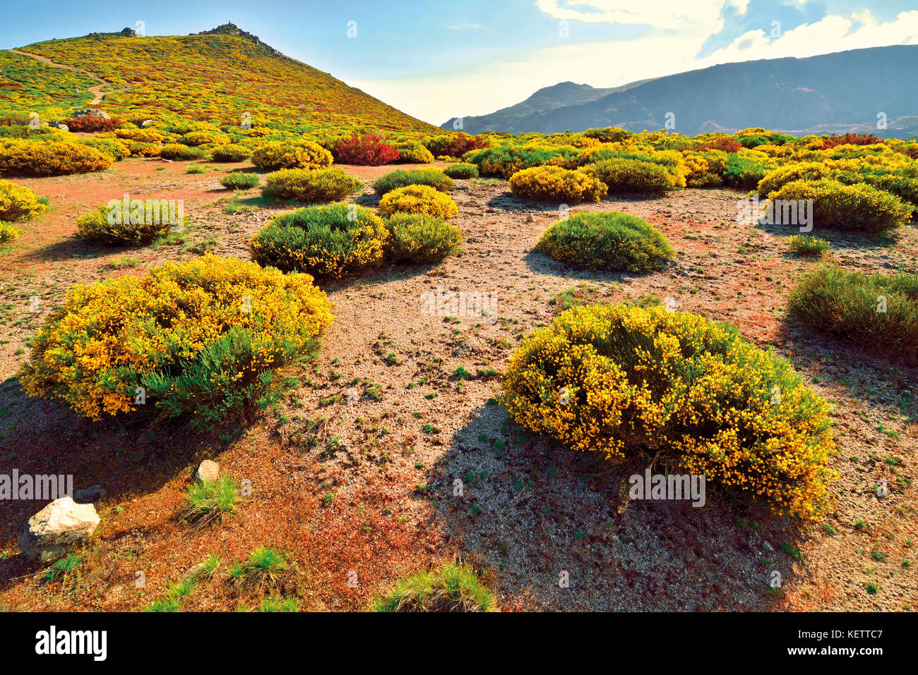 Naturpracht mit blühenden gelben und grünen Büschen in der Bergregion zur Spitzenzeit Stockfoto