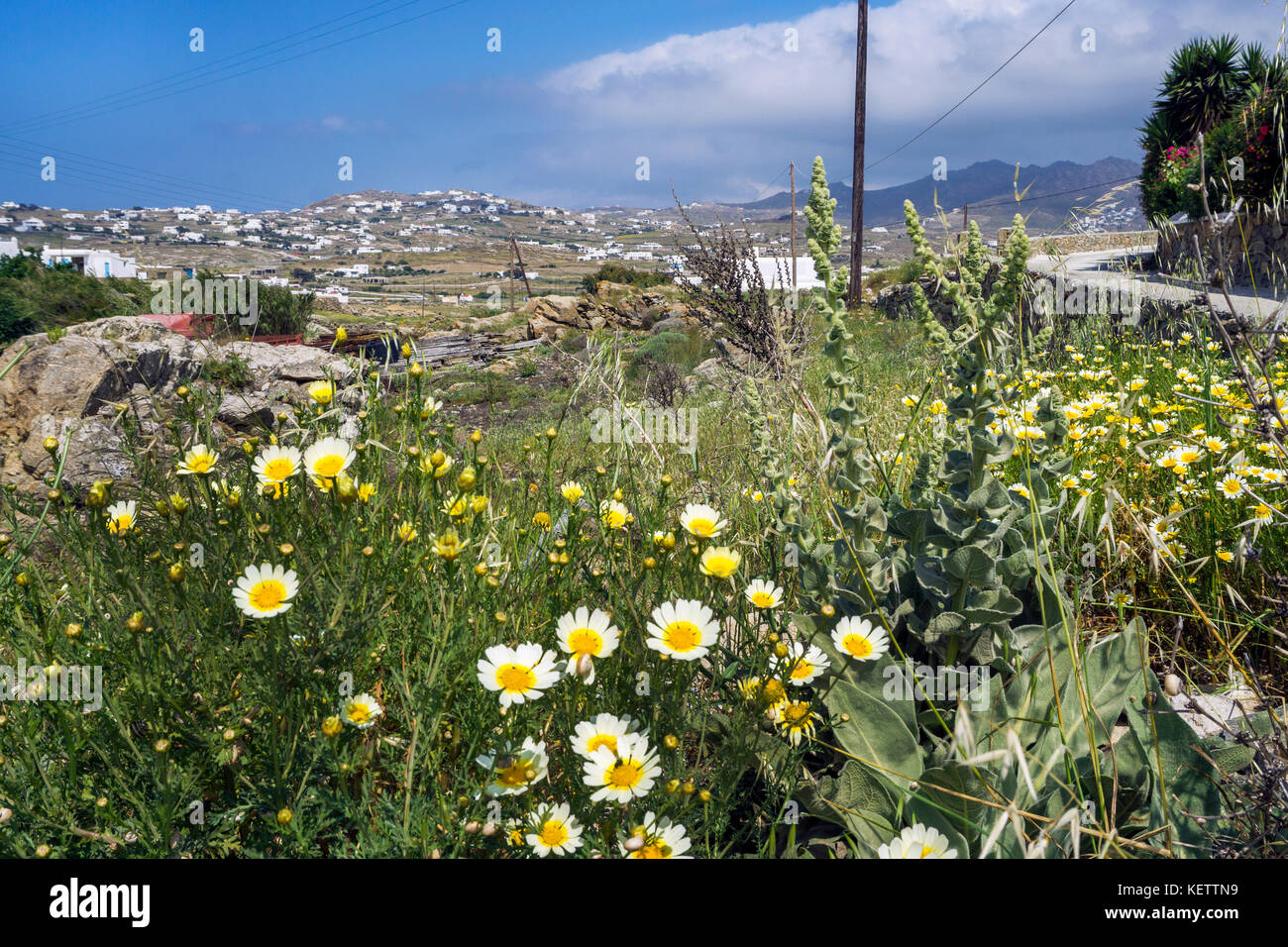 Wilde Blumen in der Mitte der Insel, Landschaft bei Ano Mera, Mykonos, Griechenland Stockfoto