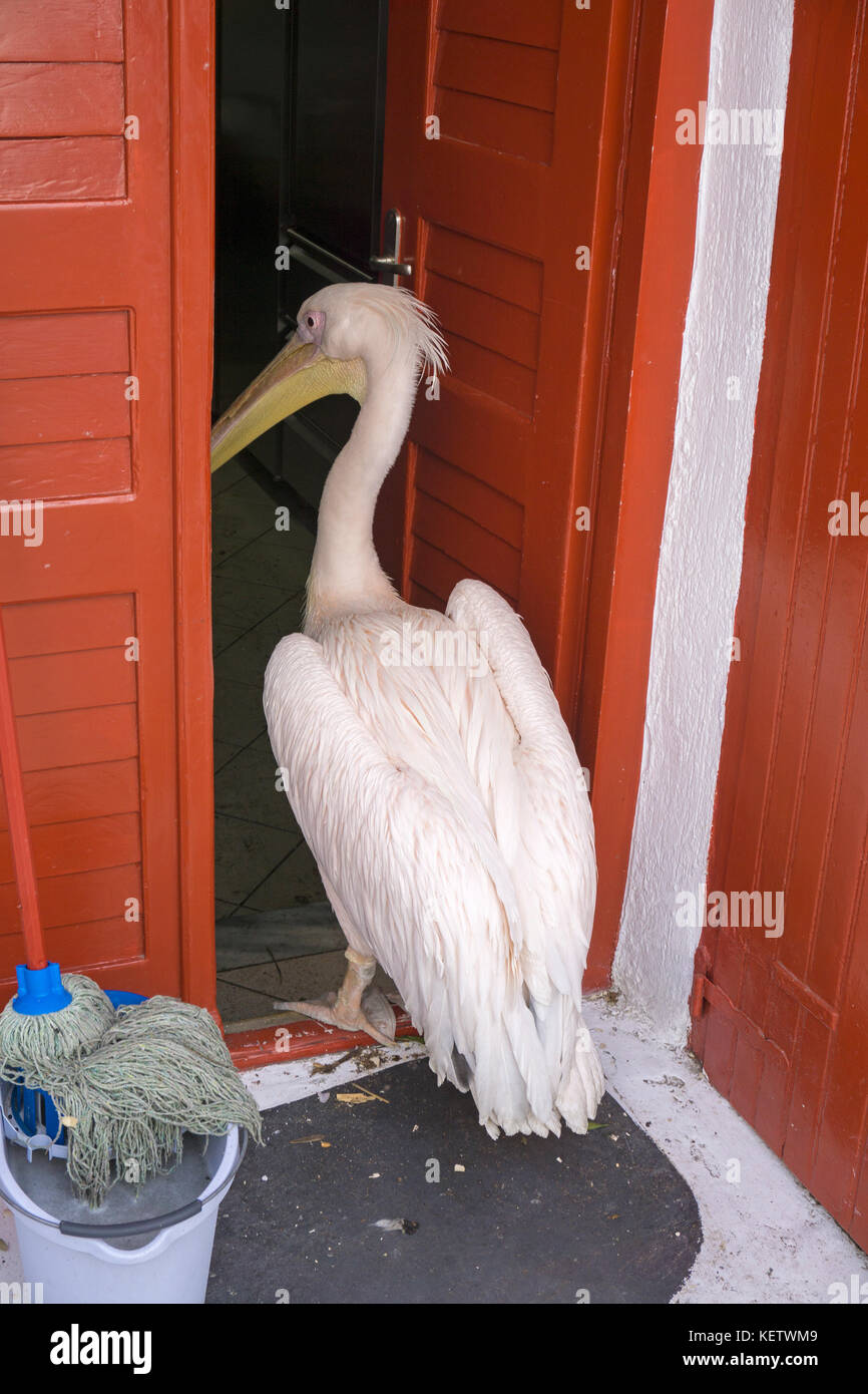 Pelikan Petro (pelecanus onocrotalus) touristische Attraktion im Mykonos-Stadt, Mykonos, Griechenland Stockfoto