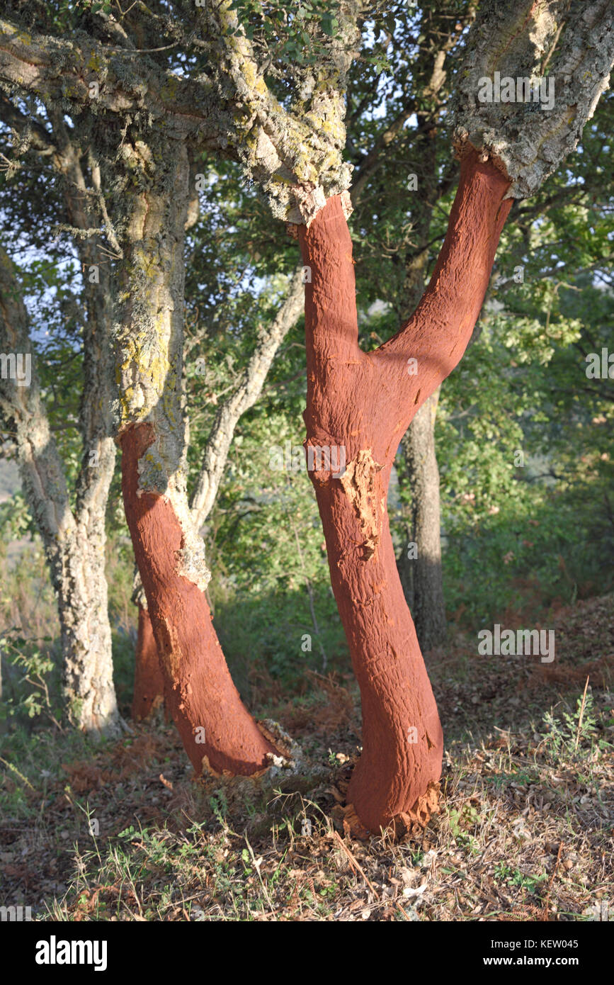 Korkeichen im Nebrodi Hügeln oberhalb von Patti Sizilien grenzen Montagnareale, Piraino, Sant'Angelo di Brolo. Stockfoto