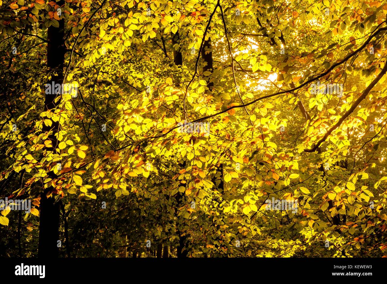 Sonnenlicht durch Herbstlaub glänzend Stockfoto