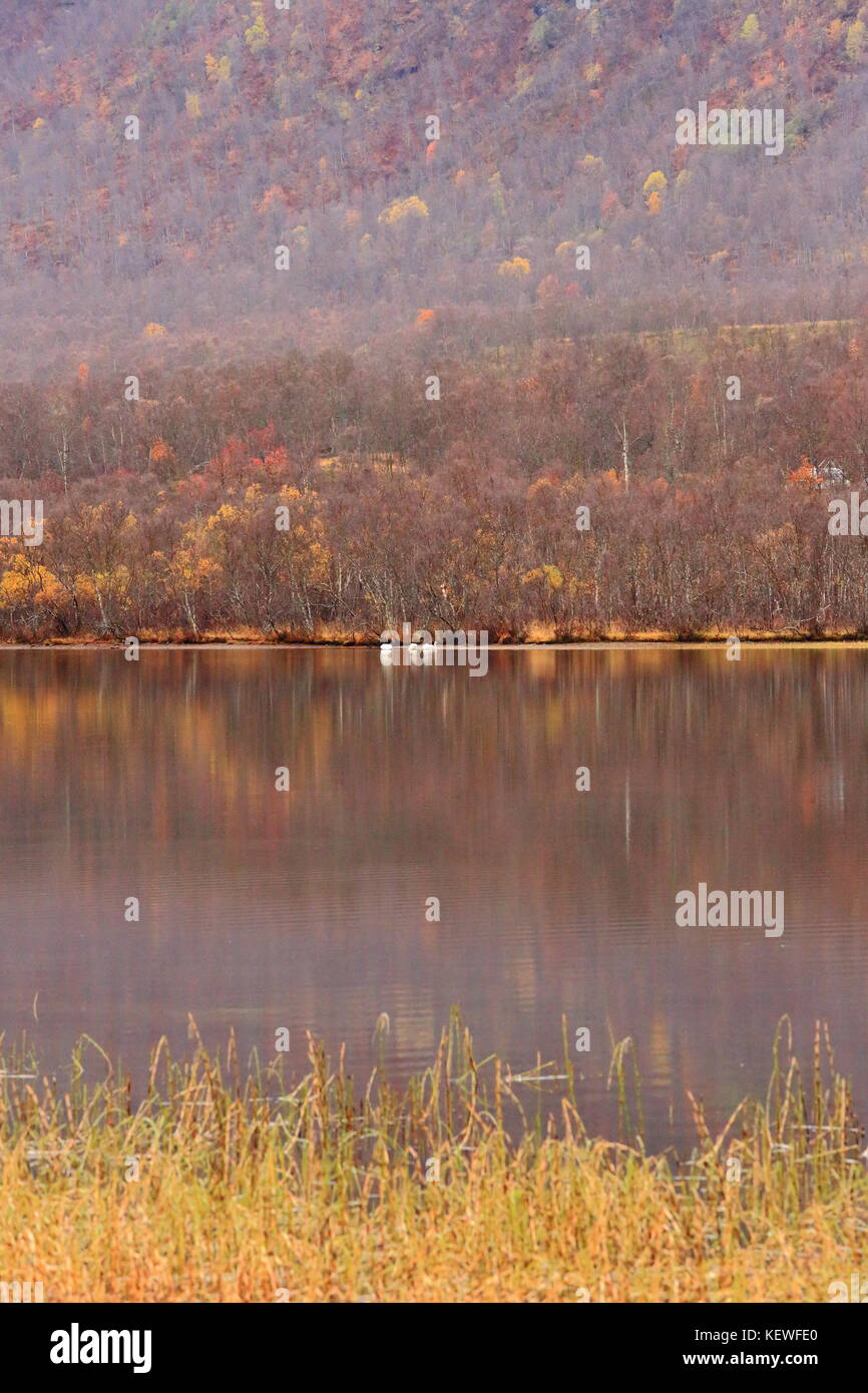 See Im Herbst, Schwäne im Hintergrund Stockfoto