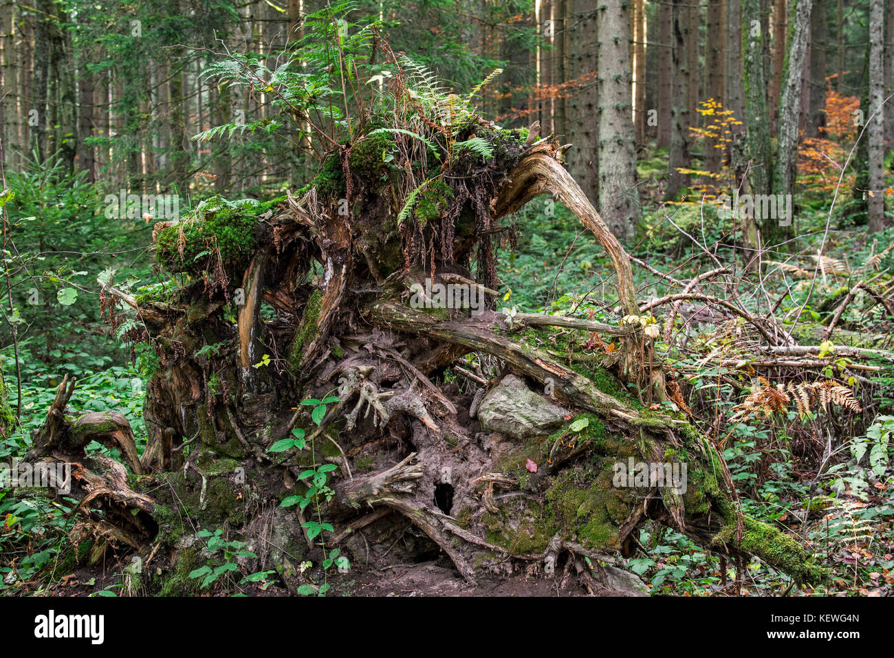 Entwurzelte Baum, dessen Wurzeln durch zu hohe Winde im Fichtenwald Stockfoto