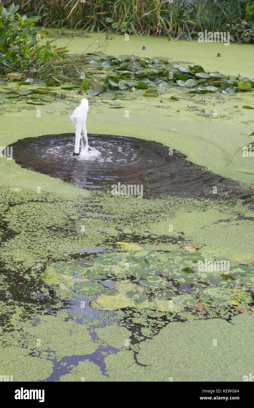 Teich Algen und Seerosen Stockfoto