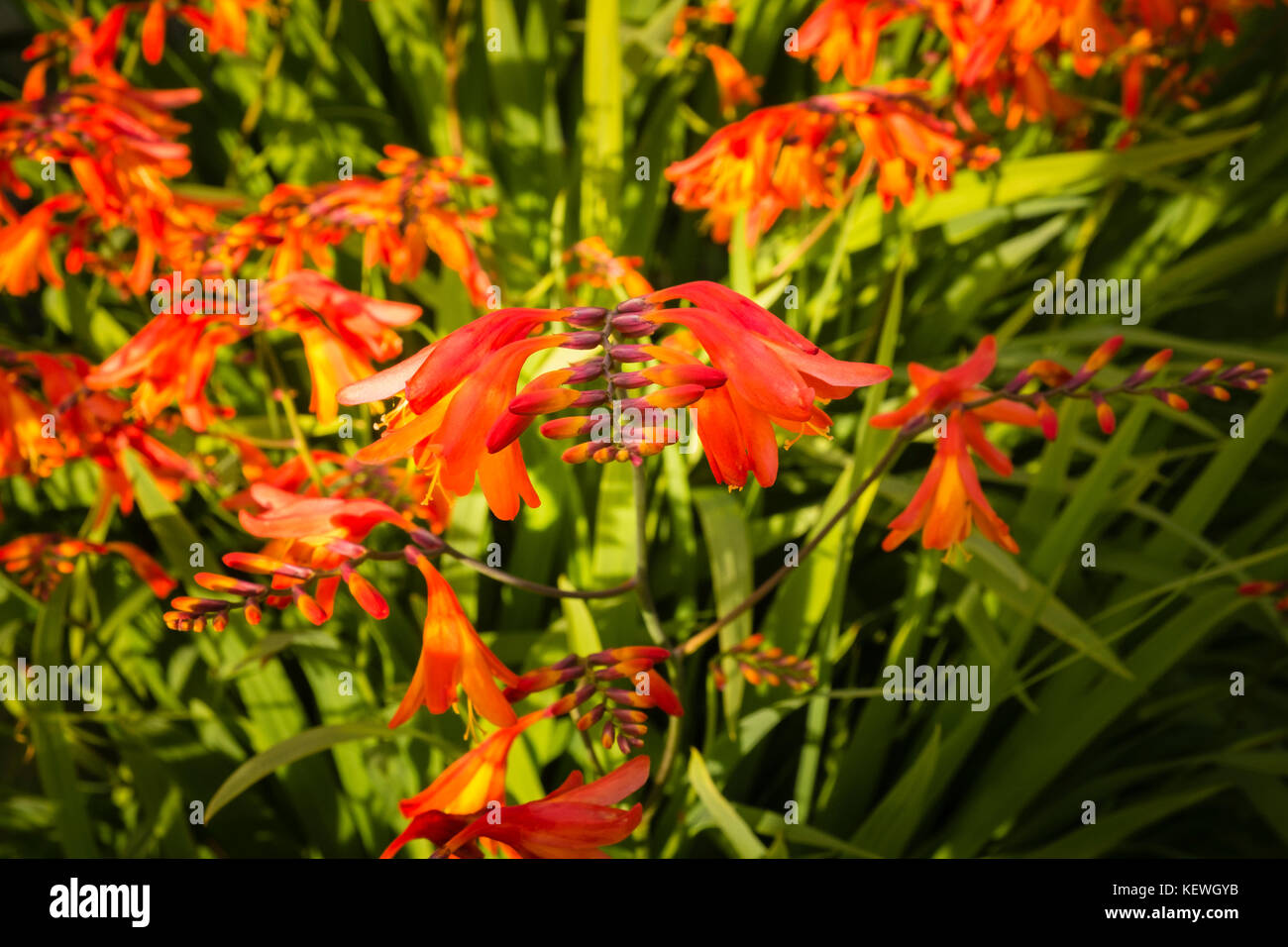 Blühende crocosmia in dappled Sonnenlicht. Stockfoto