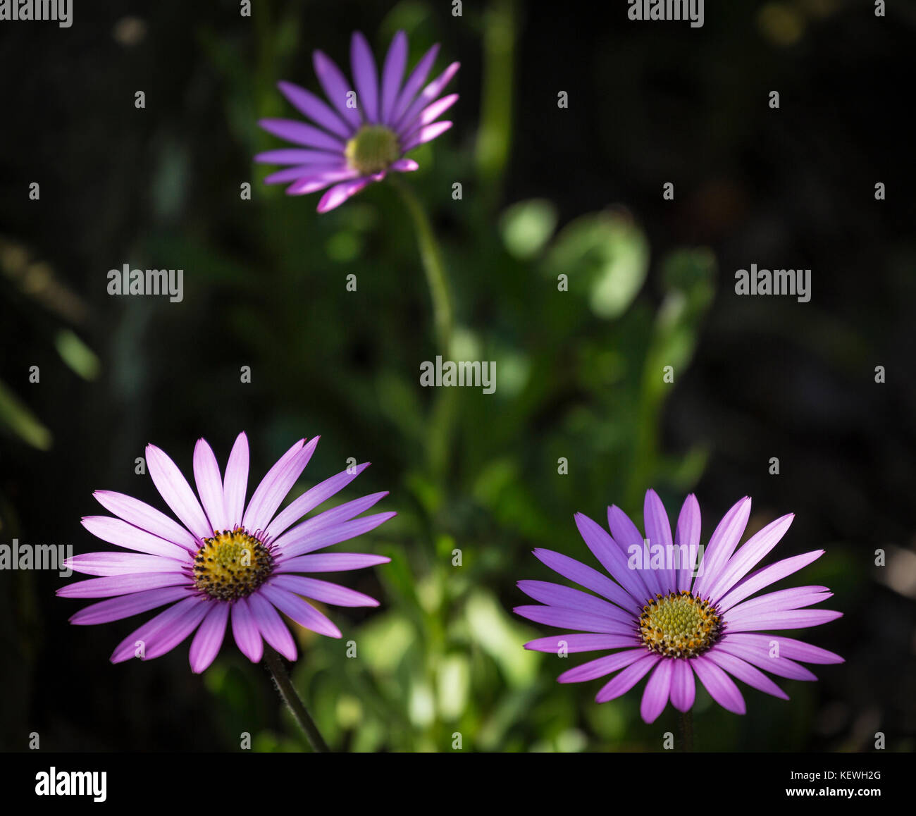 Sonnenlicht fällt auf die Blütenblätter des violetten African Daisy, Leidenschaft mischen. Stockfoto