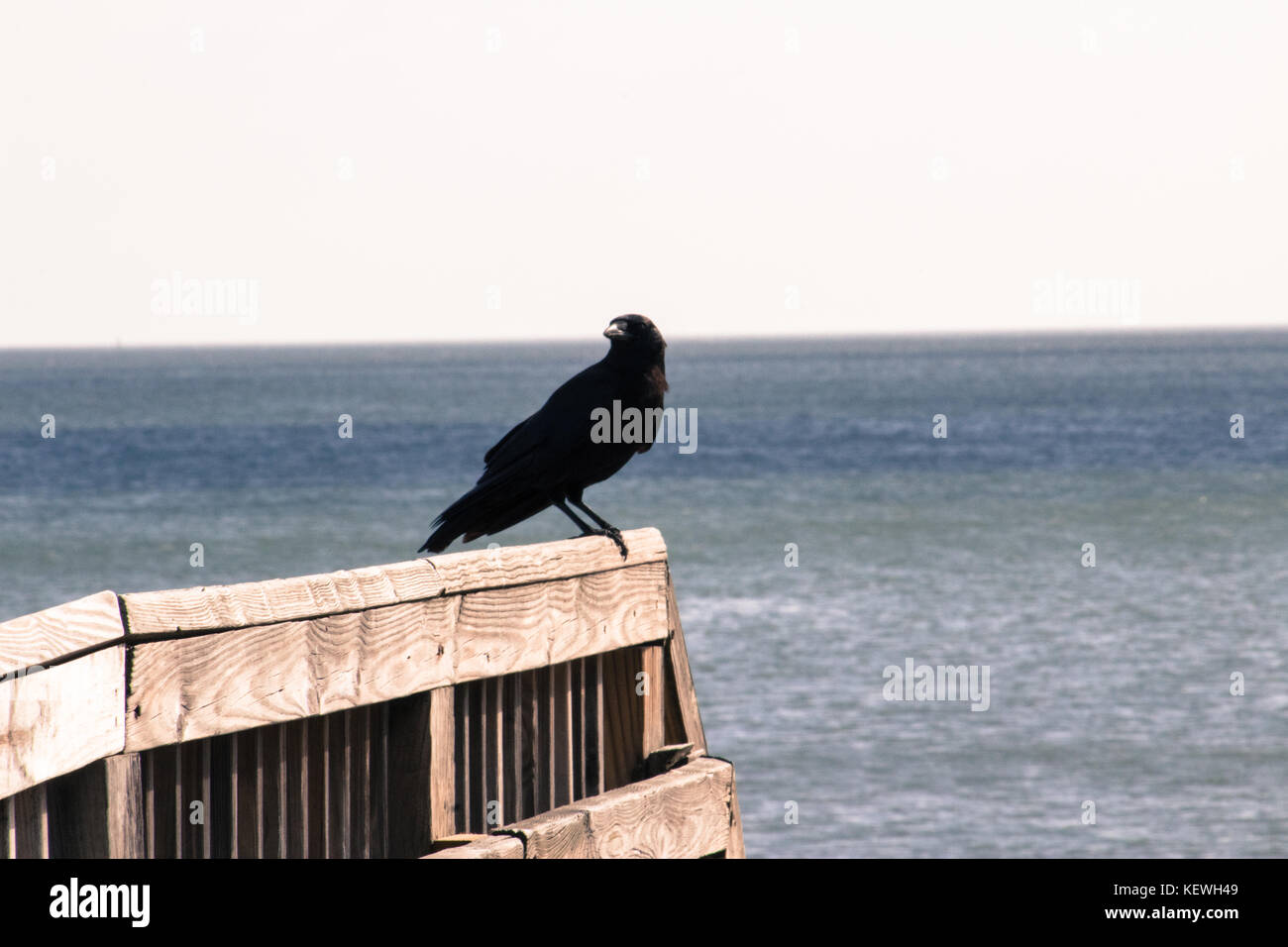 Vogel sitzt ruhig Stockfoto