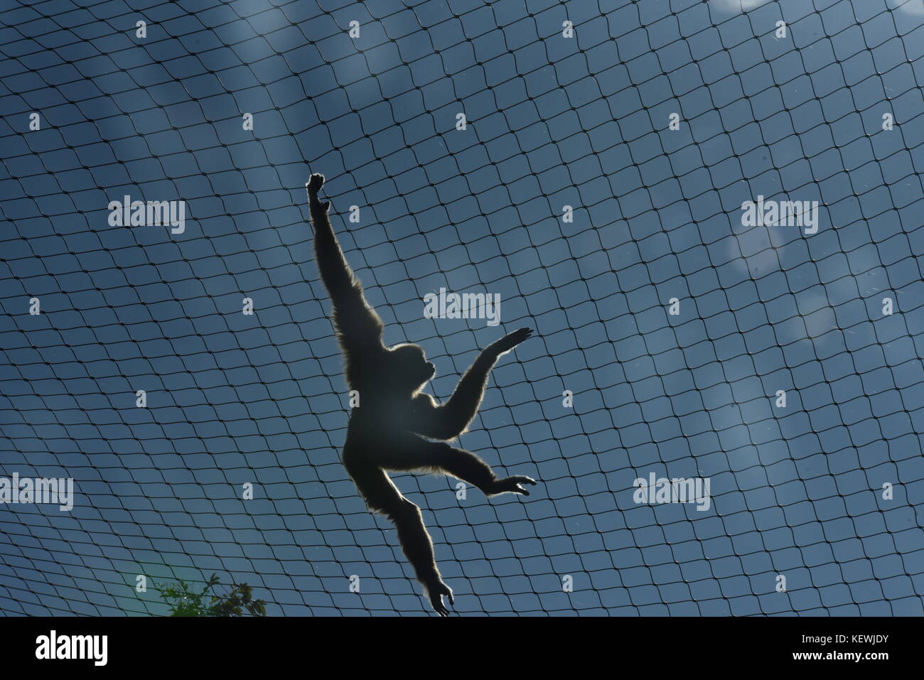 Madrid, Spanien. 23 Okt, 2017. Ein lar Gibbon dargestellt in seinem Gehege im Zoo Madrid. Der lar Gibbon (hylobates Lar), auch bekannt als Die Weiße Hand Gibbon, ist ein Primas in der gibbon Familie hylobatidae. Credit: Martina kolozvaryova/Pacific Press/alamy leben Nachrichten Stockfoto