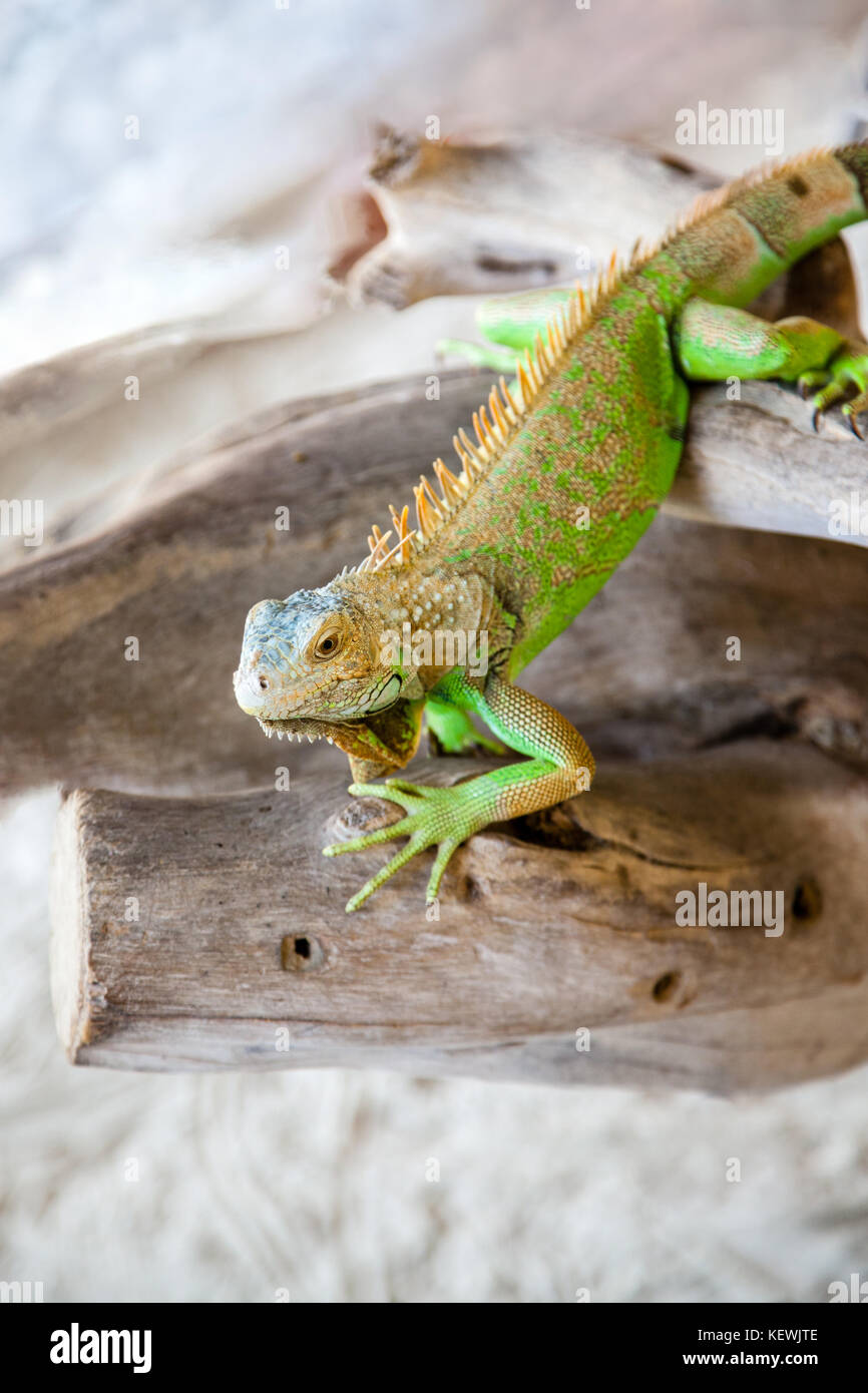 Ein grüner Leguan am Strand. Auch bekannt als amerikanische Leguan, diese Pflanzen fressende Arten von Lizard ist einer der größten Eidechsen in Amerika, Mittelwertbildung Stockfoto