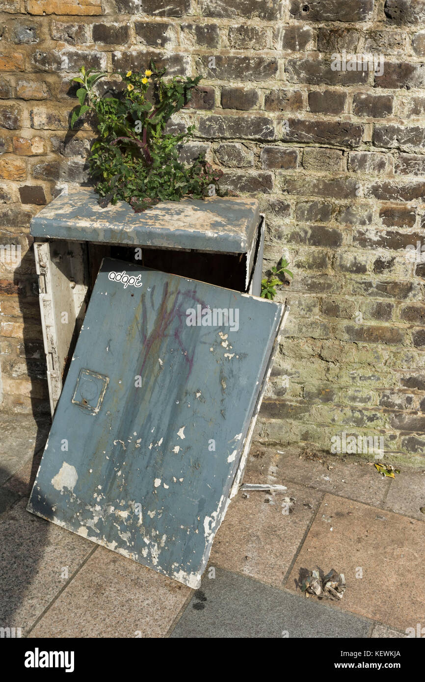 Pflanze, die aus der Spitze eines vandalized Service Box gegen eine Mauer in der Nähe von Clapham Junction Station in London, England Stockfoto