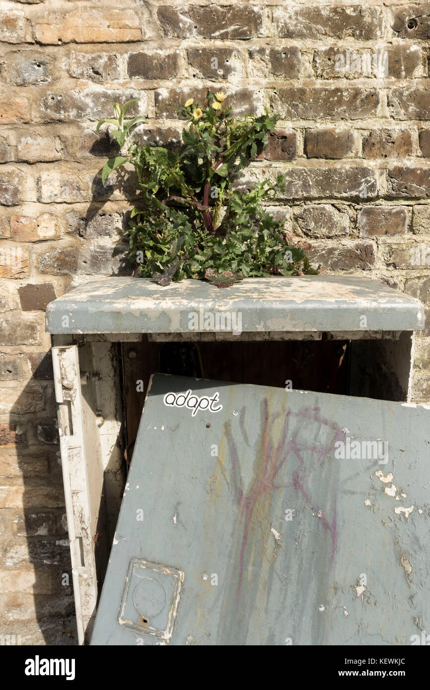 Pflanze, die aus der Spitze eines vandalized Service Box gegen eine Mauer in der Nähe von Clapham Junction Station in London, England Stockfoto