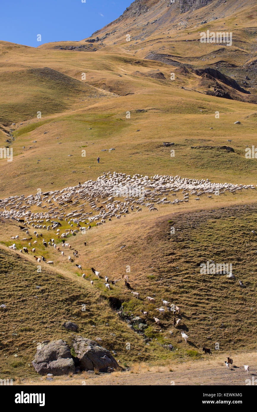 Berg-Schafe und Ziegen in Val de Tena in Formigal in spanische Pyrenäen, Spanien Stockfoto