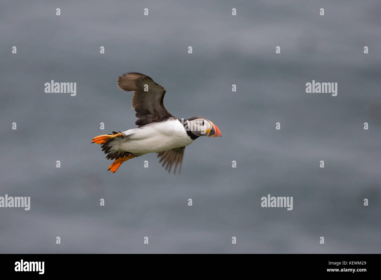 Papageitaucher (Fratercula arctica) Stockfoto