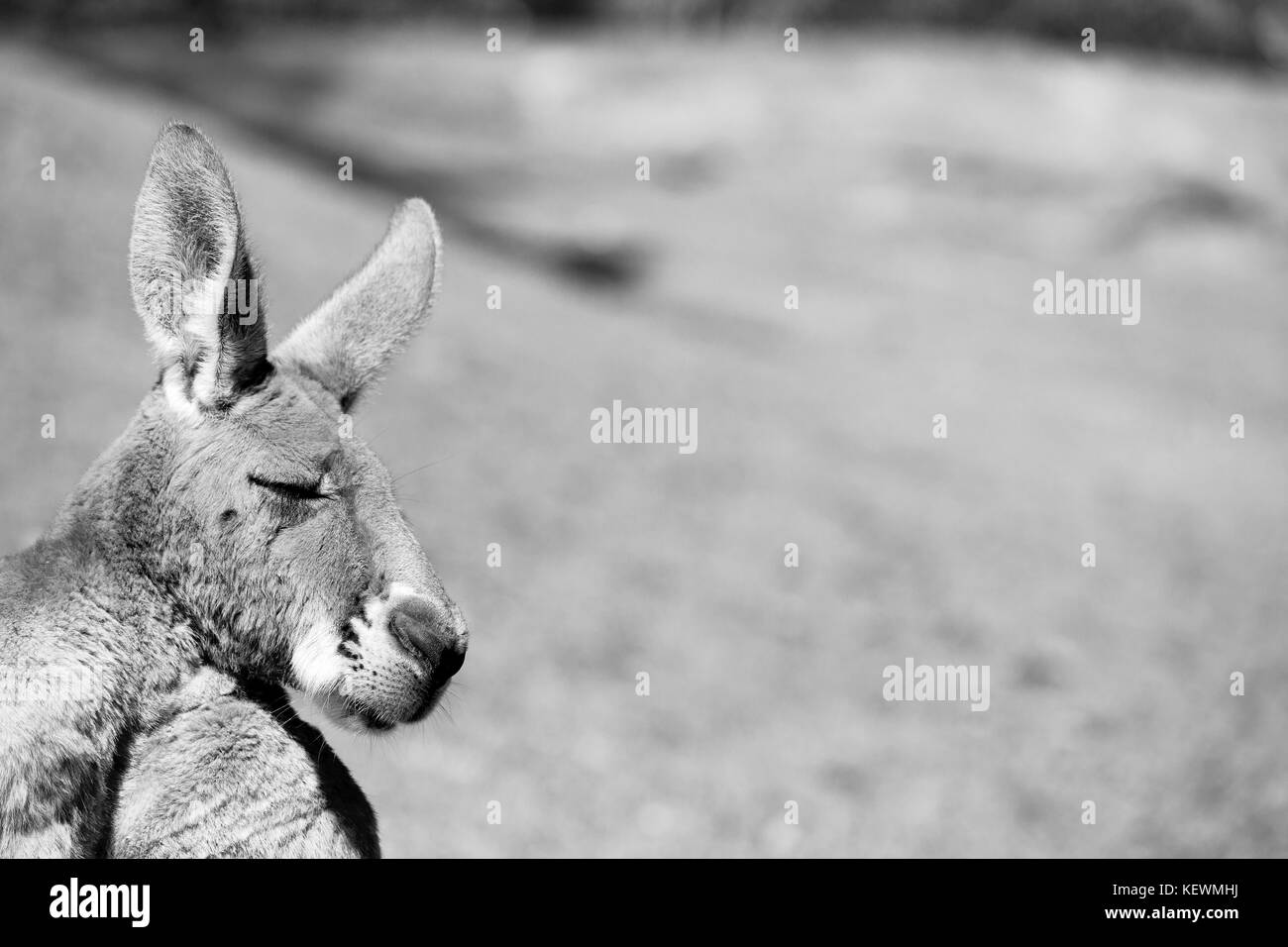 In Australien natuarl Park in der Nähe von Kangaroo in der Nähe von Bush Stockfoto