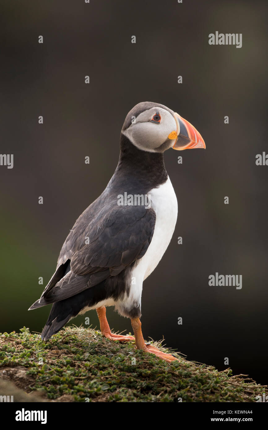 Papageitaucher (Fratercula arctica) steht auf einer Klippe in skomer Island Nature Reserve, Wales. Stockfoto