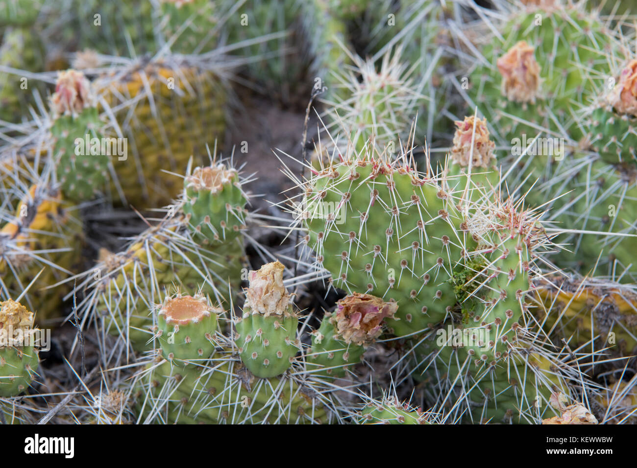Kaktus Stacheln in Massachusetts Nahaufnahme Bild zeigt scharfe Dornen Stockfoto