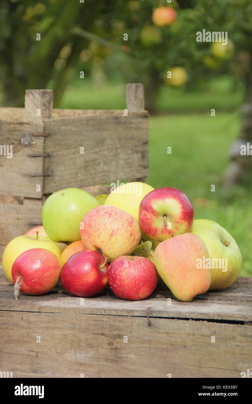 Erbe Apfelsorten einschließlich herzogin's Favorite, Bascombe Geheimnis und Jagd Haus in einem englischen Orchard in der Erntezeit an einem strahlenden Herbsttag Stockfoto
