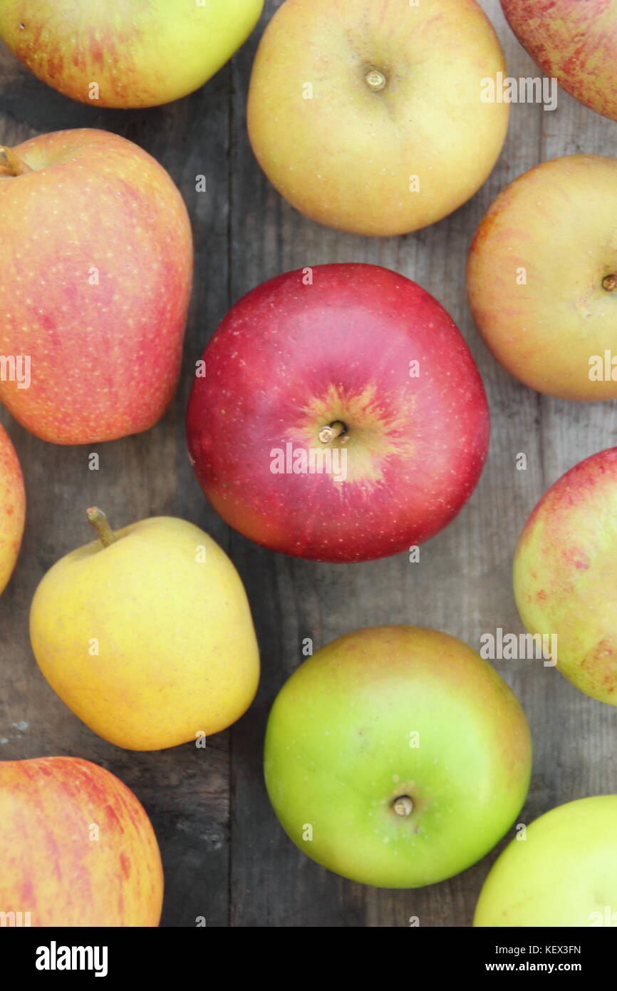 Frisch geerntete Englisch Äpfel (Malus Domestica) einschließlich neuer und Erbe Sorten Pitmaston Ananas, Adam's Pearmain und Worcester Pearmain UK Stockfoto