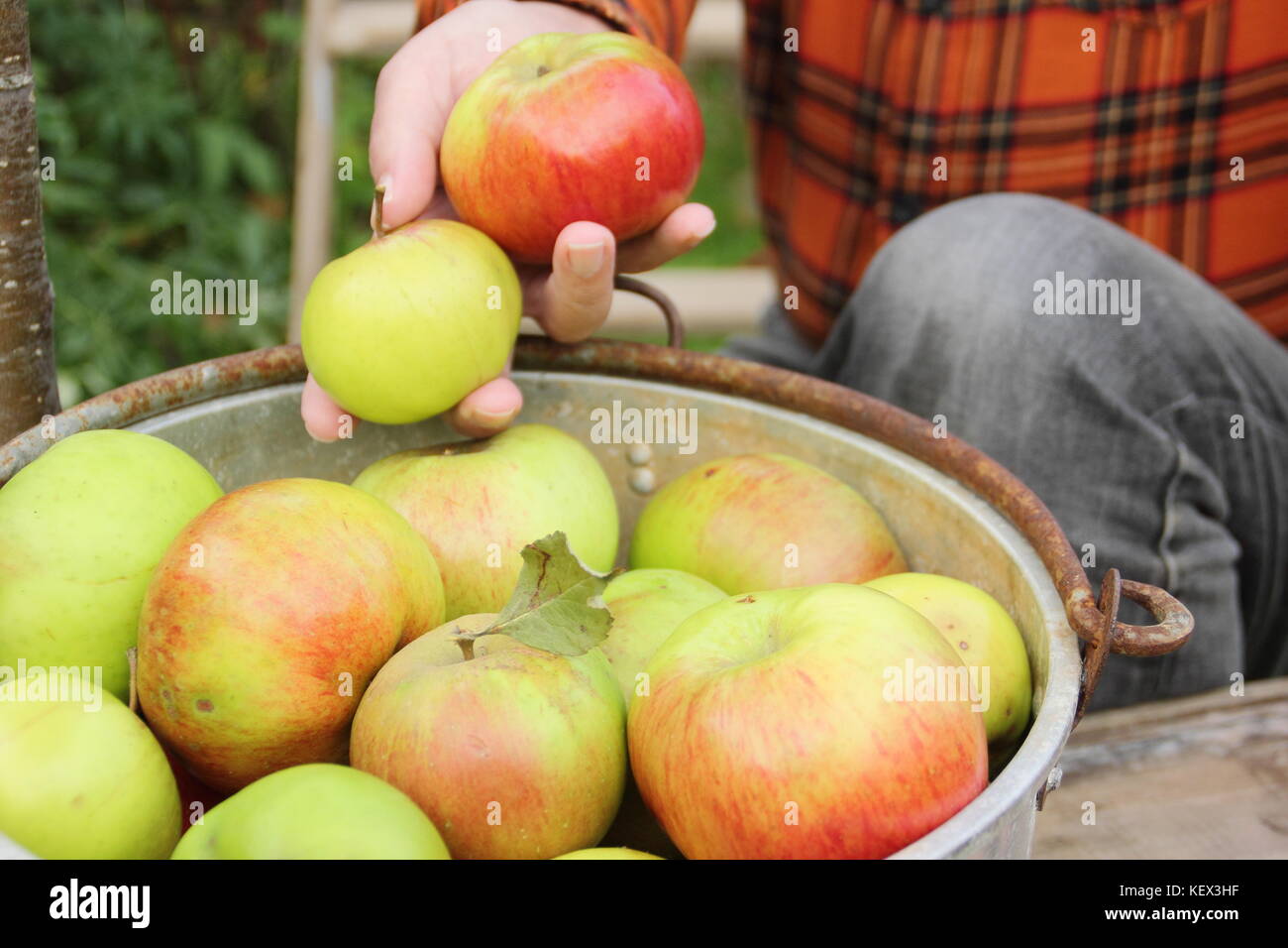 Bramley apfel treee Fotos und Bildmaterial in hoher Auflösung Alamy