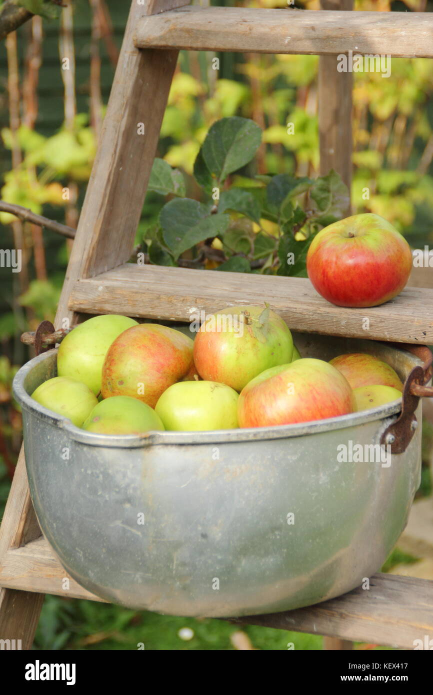 Englisch Bramley Äpfel (Malus Domestica) aus einem Baum in einem Englischen Garten geerntet im Kochtopf auf einer Holzleiter angezeigt werden, Großbritannien Stockfoto