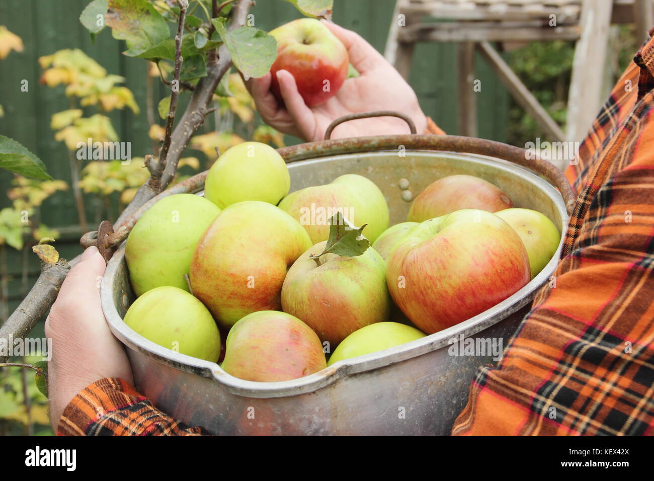 Bramley Äpfel (Malus Domestica Bramley's Seedling) sind von einem Baum in einem Englischen Garten, der von einem männlichen Gärtner im Herbst (Oktober geerntet) Stockfoto