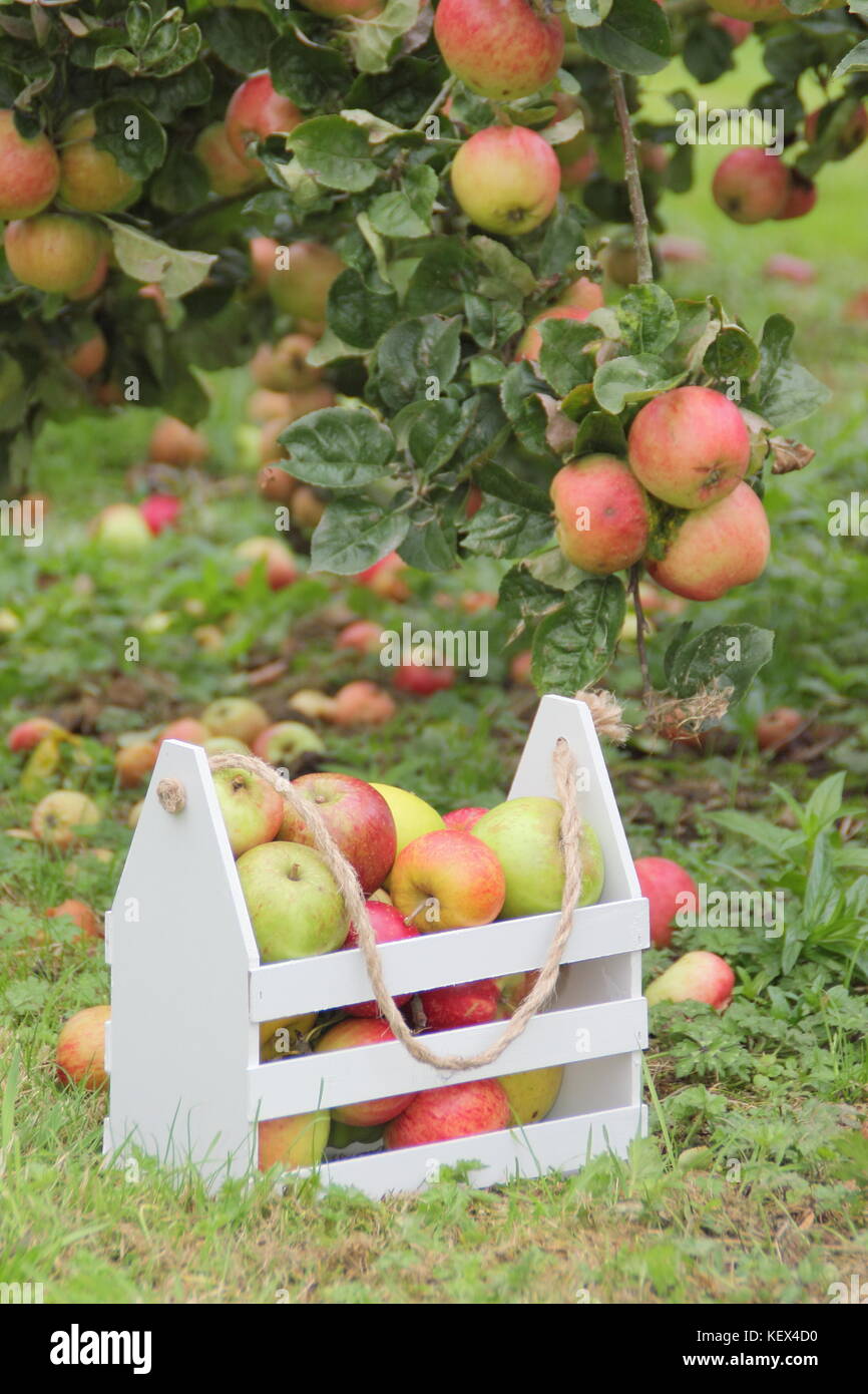 Erbe Apfelsorten einschließlich herzogin's Favorite, Bascombe Geheimnis und Jagd Haus in einem englischen Orchard in der Erntezeit an einem strahlenden Herbsttag Stockfoto