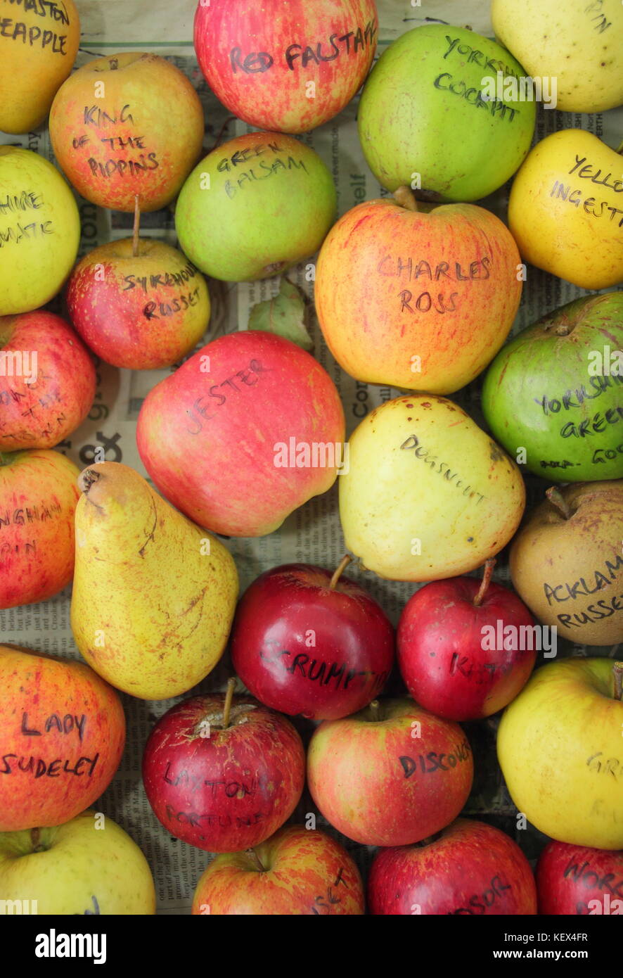 Englisch Obstsorten einschließlich kochen Apfel (Malus) Annie Elizabeth und Pyrus Communis Konferenz Birne, angezeigt an einem Apple Tag Ernte bei DE Stockfoto