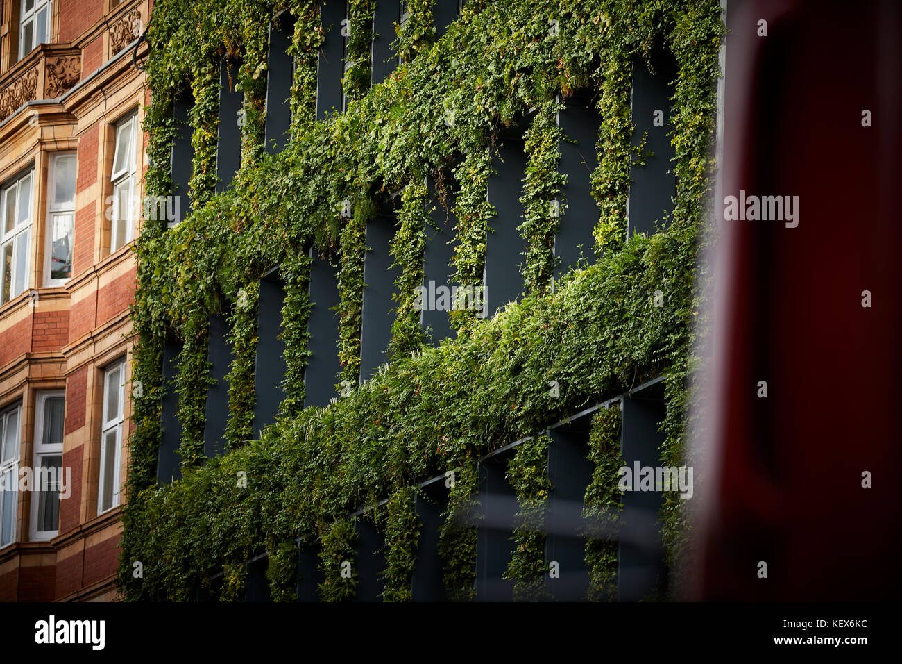 Immergrüne Pflanzen Living Wall für die Fassade der Synergie Haus auf Southampton Row in London Die Hauptstadt von England Stockfoto