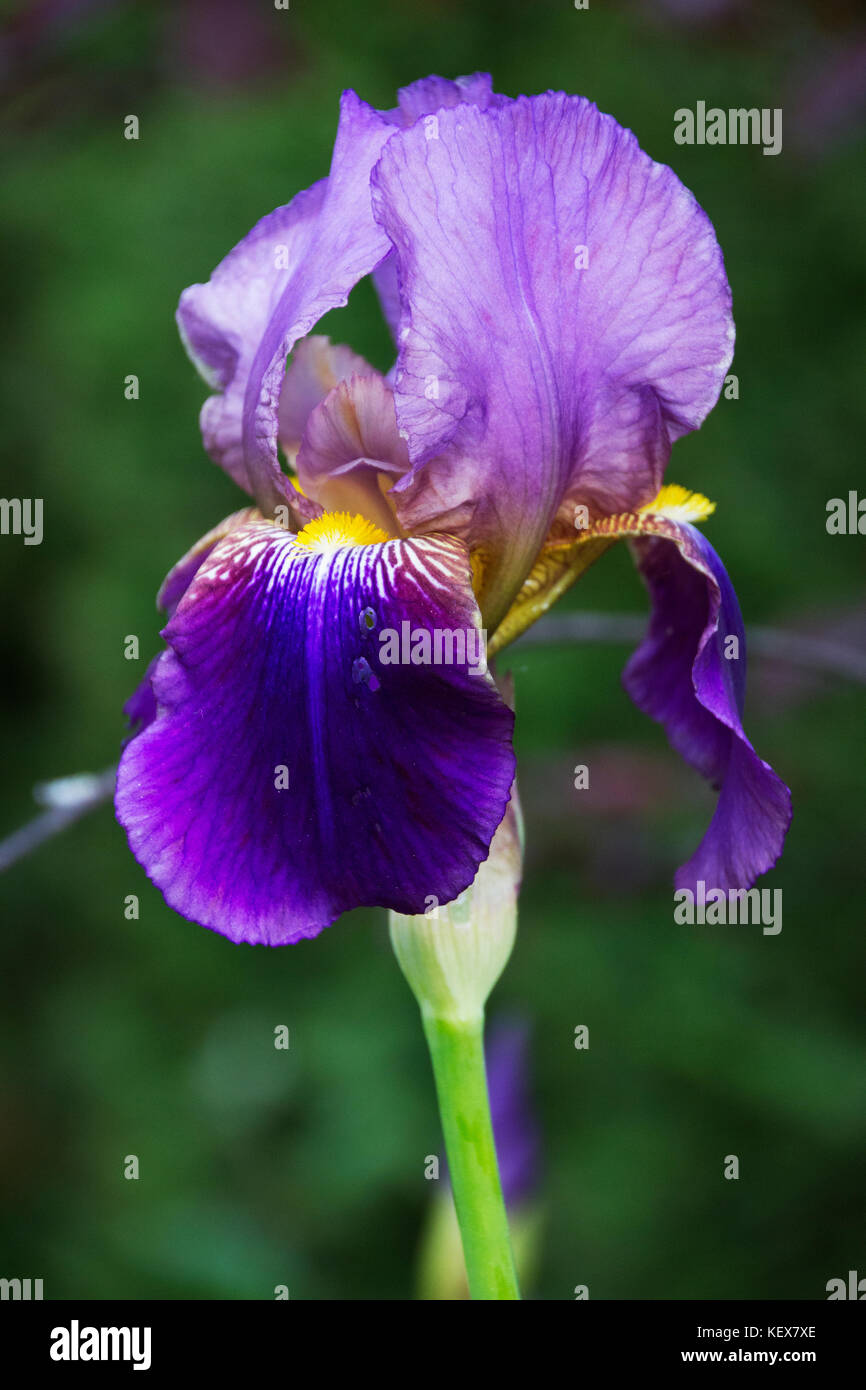 Mohn Stockfoto