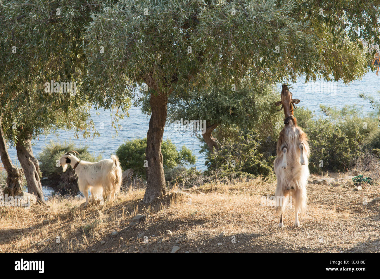 Ziege stehend auf den Hinterbeinen bis auf den unteren Ästen eines Olivenbaums, Thassos, Griechenland, griechische Insel, September, Stockfoto