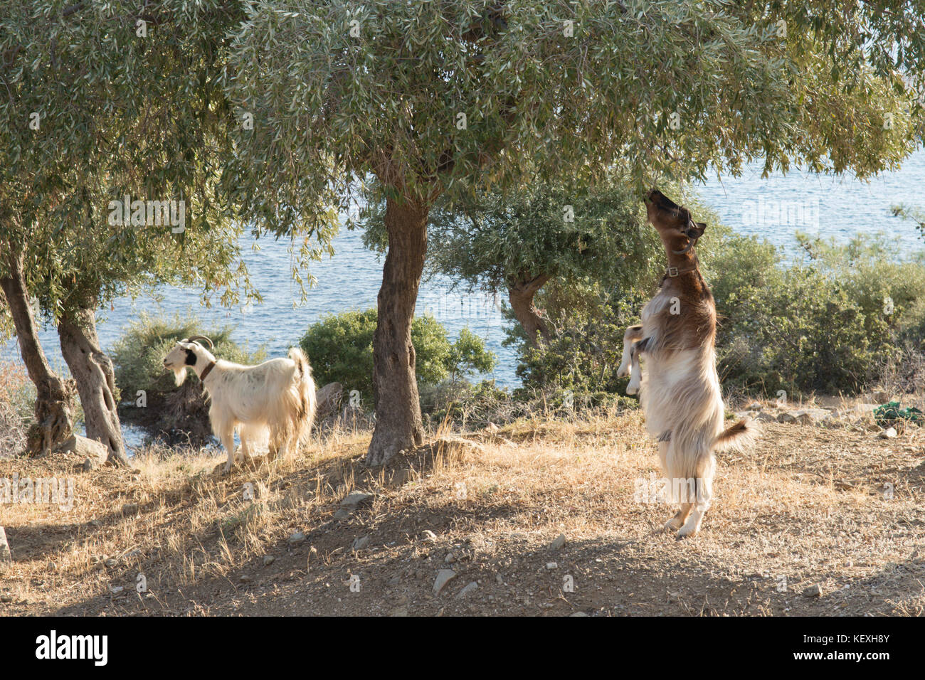 Ziege stehend auf den Hinterbeinen bis auf den unteren Ästen eines Olivenbaums, Thassos, Griechenland, griechische Insel, September, Stockfoto