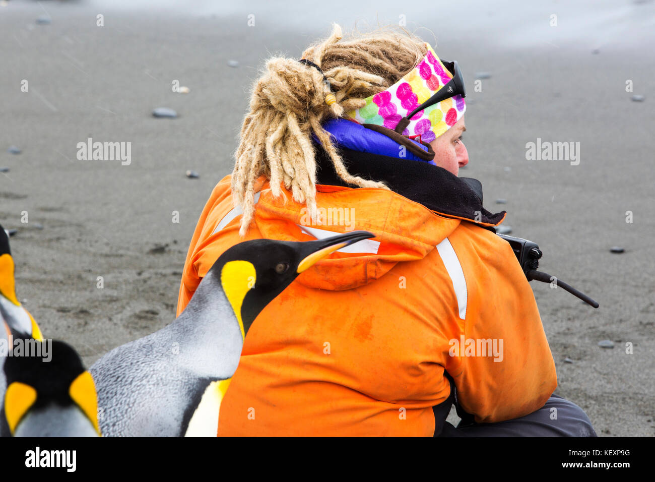 Königspinguine auf Salisbury Plain, Südgeorgien, mit Passagieren von einer Expedition Kreuzfahrt. Stockfoto