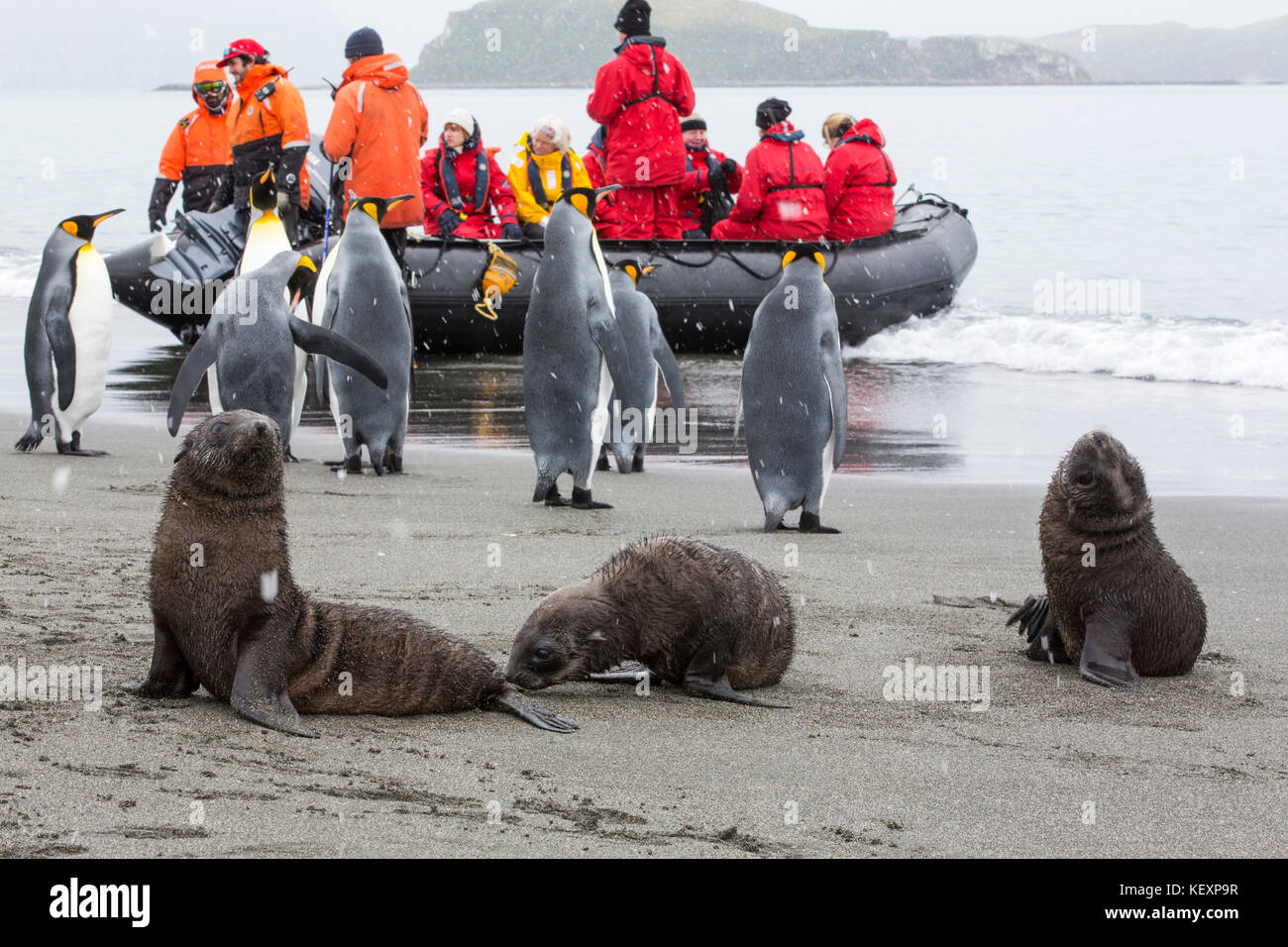 Königspinguine auf Salisbury Plain, Südgeorgien, mit Passagieren von einer Expedition Kreuzfahrt. Stockfoto