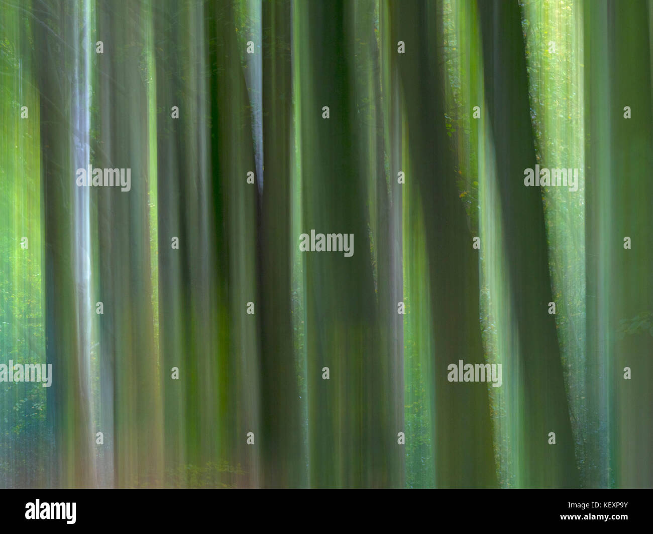 Abstrakt Buche Felbrigg große Holz-Norfolk Stockfoto