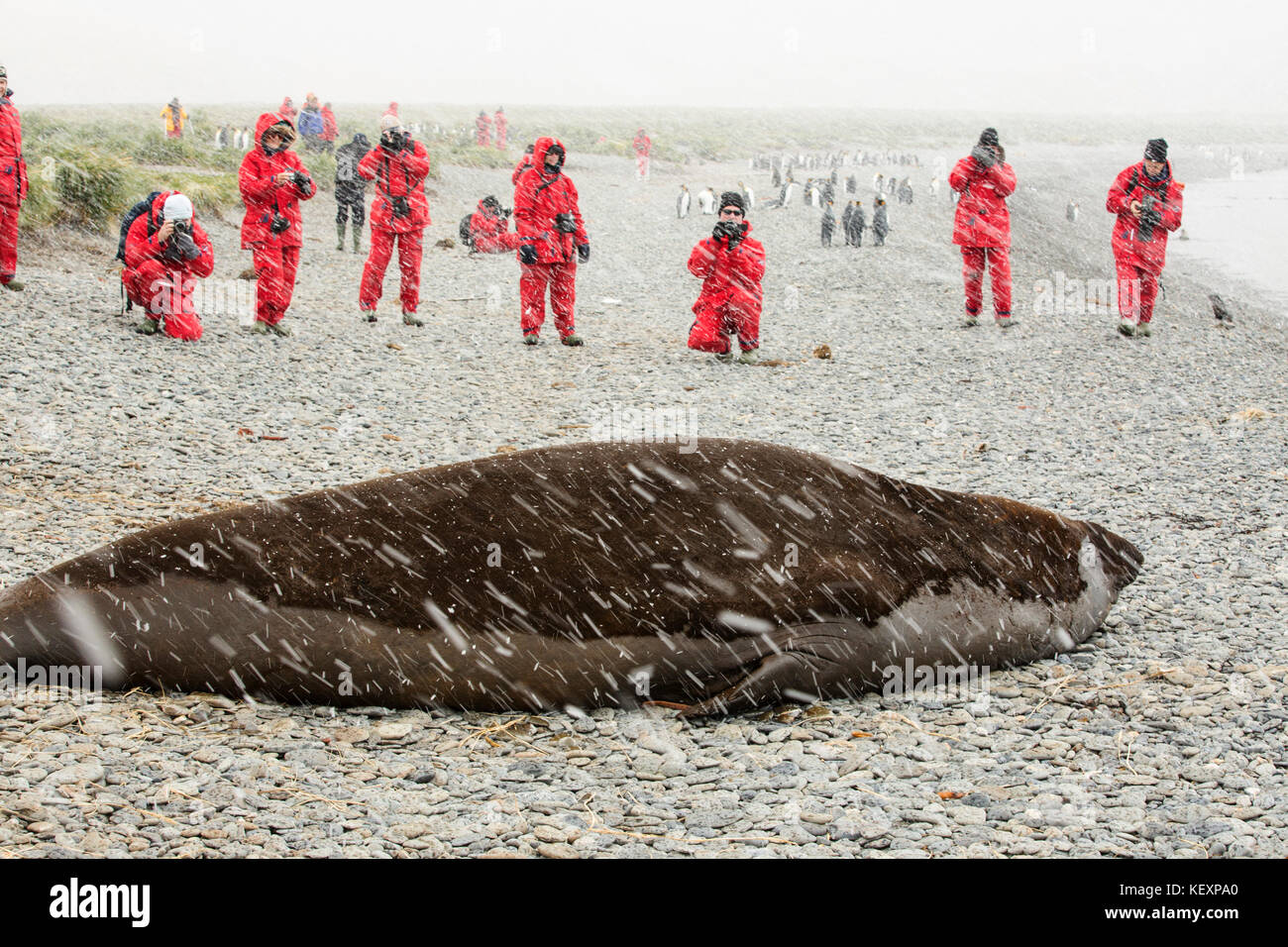 Eine massive Stier, Strand master Südlichen Elephant Seal, Mirounga leonina Leonina, bei Jason Harbour, South Georgia, Antarktis, mit Touristen aus einer expedtion Kreuzfahrtschiff. Stockfoto