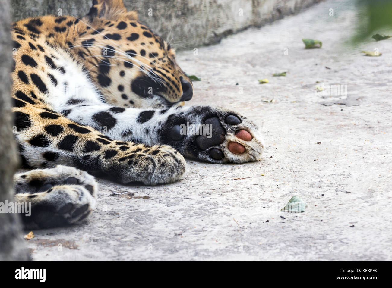 Tier Überwachung eingelullt amur Leopard in der Stadt wanderte, Nordostchina. Sommer 2017 Stockfoto