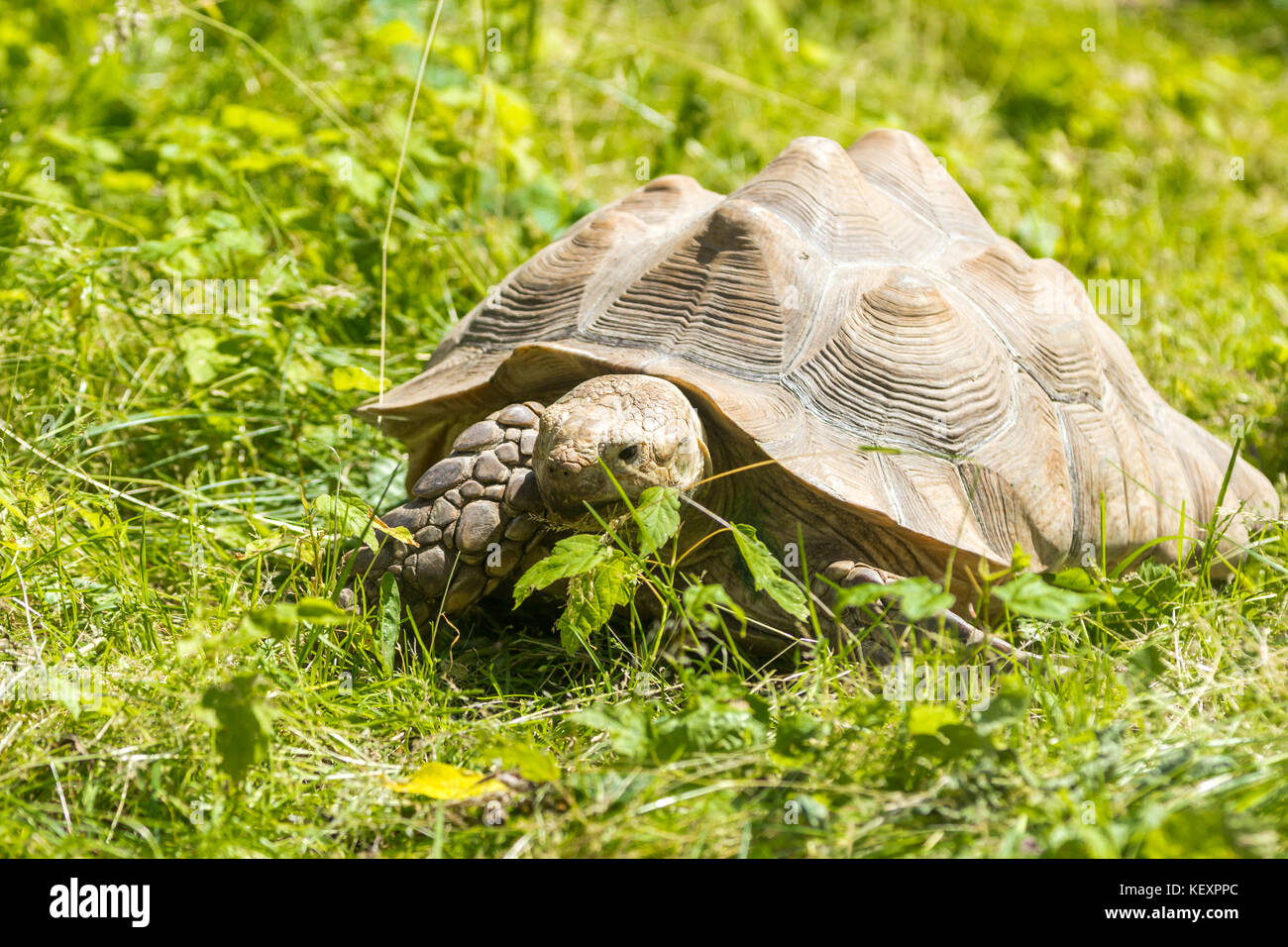 Turtle auf grünem Gras Stockfoto