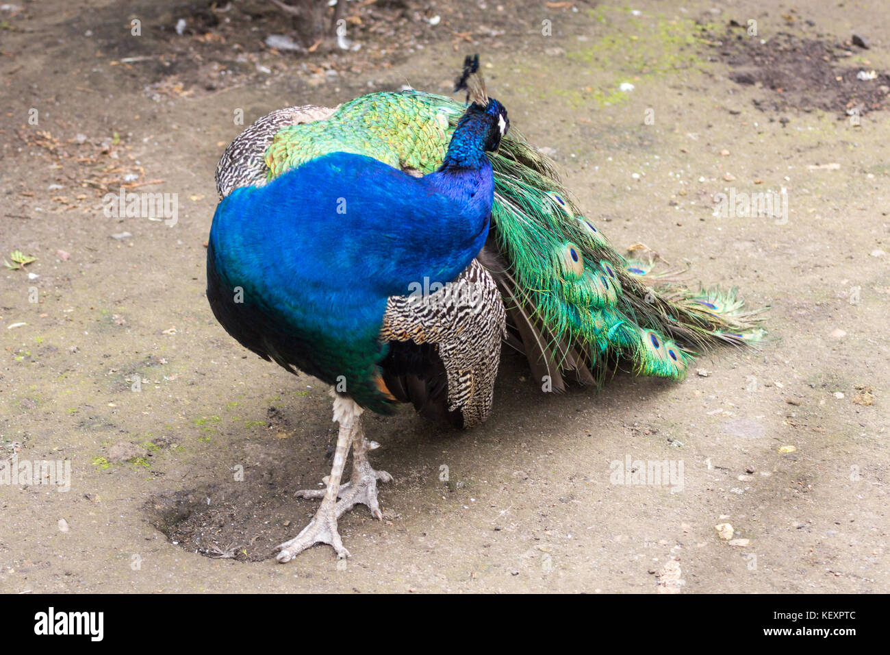Pfau mit Federn, pavlin Vogel, blaue und grüne Farbe Federn, fluff Schwanz. Makro portrait Stockfoto