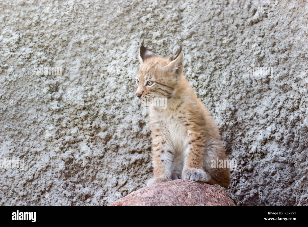 Ein junges der Polarfuchs, ist auf den Stufen gespielt, ein verlassenes Gebäude in Sibirien Stockfoto