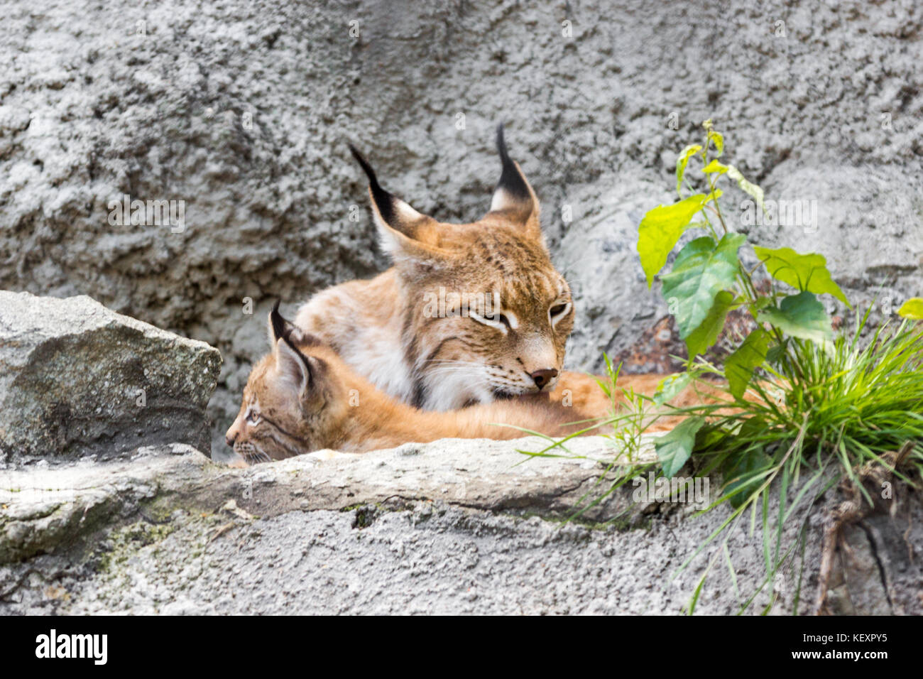 Ein Weibchen der Nördlichen lynx mit einer Brut, in den Ruinen von eine meteorologische Station in Sibirien Stockfoto