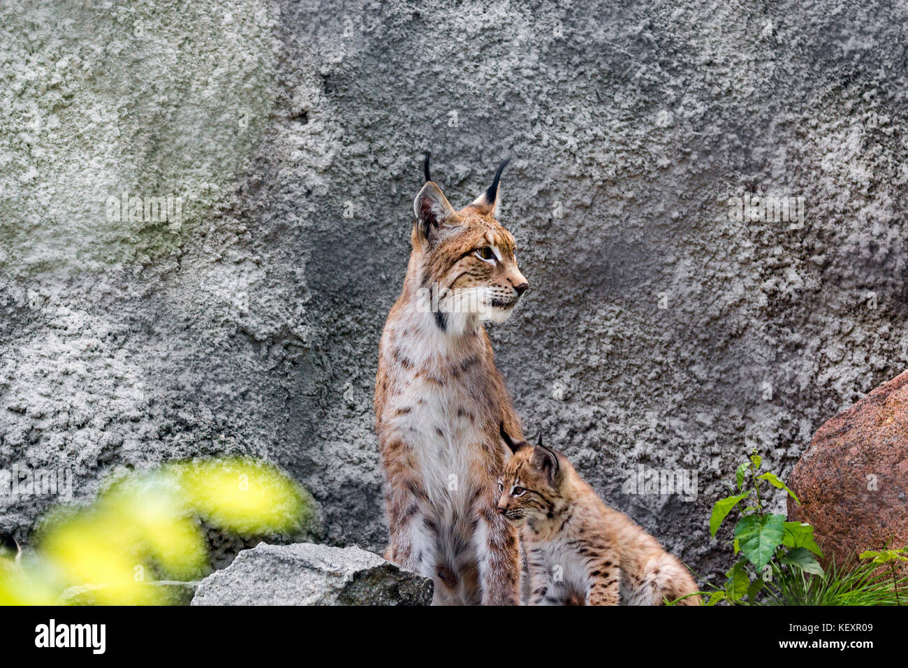 Ein Weibchen der Nördlichen lynx mit einer Brut, in den Ruinen von eine meteorologische Station in Sibirien Stockfoto