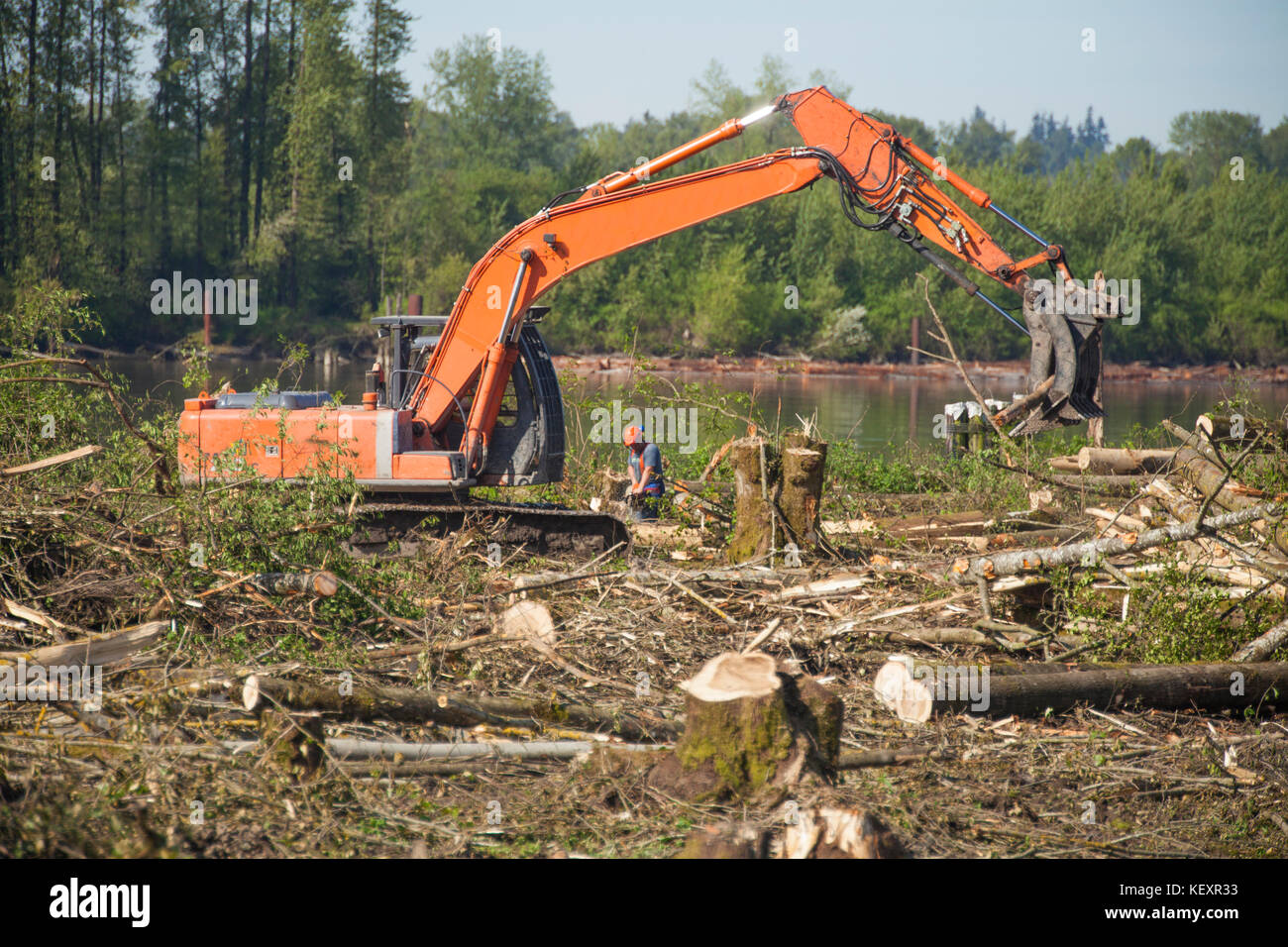 Foto von Bagger arbeiten an Clearing Wald für neue Entwicklung entlang Fraser River in der Metro Vancouver, Pitt Meadows, British Columbia, Kanada Stockfoto